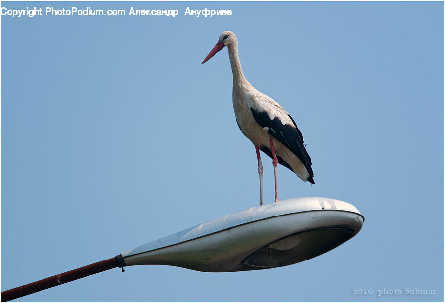 Bird, Stork, Beak, Pelican, Crane Bird, Heron, Adventure