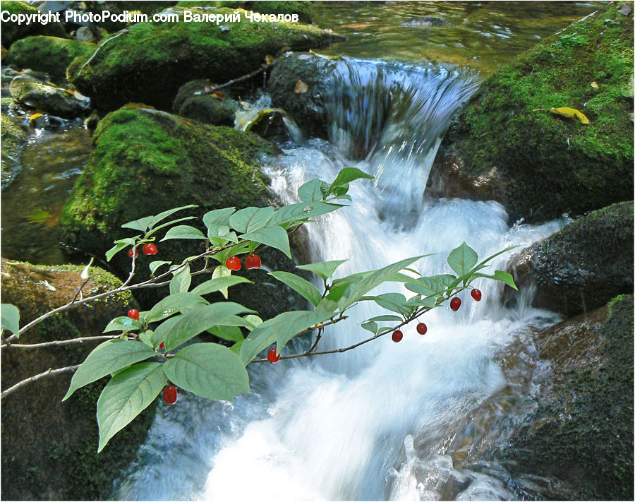 Creek, Outdoors, River, Water, Forest, Jungle, Rainforest