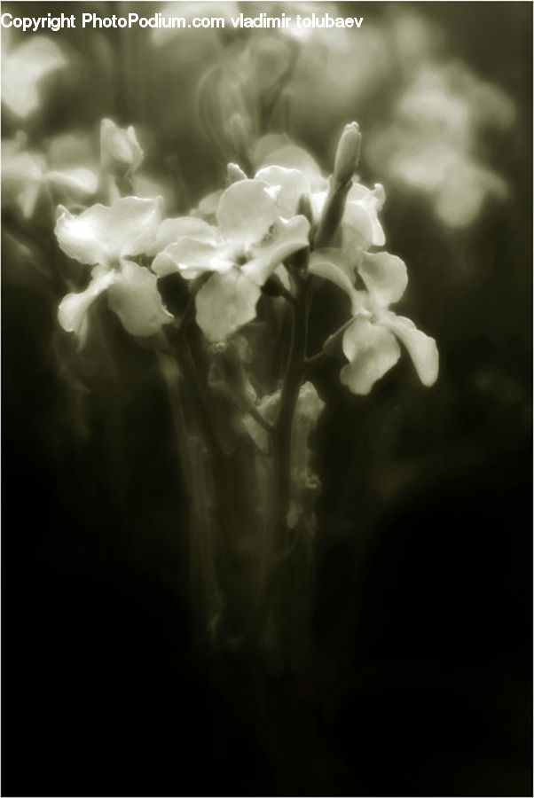 Blossom, Daffodil, Flora, Flower, Plant, Geranium, Carnation