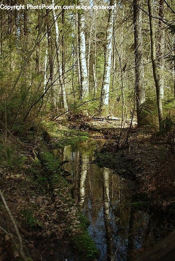 Land, Marsh, Outdoors, Swamp, Water, Forest, Vegetation
