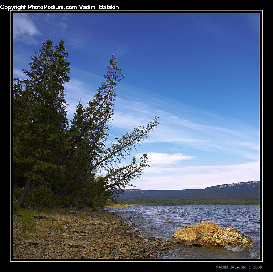 Conifer, Fir, Plant, Tree, Pine, Spruce, Wood