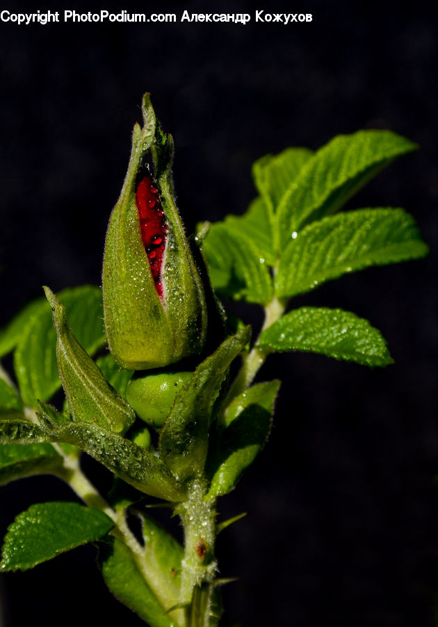 Bud, Plant, Amphibian, Frog, Wildlife, Blossom, Flora