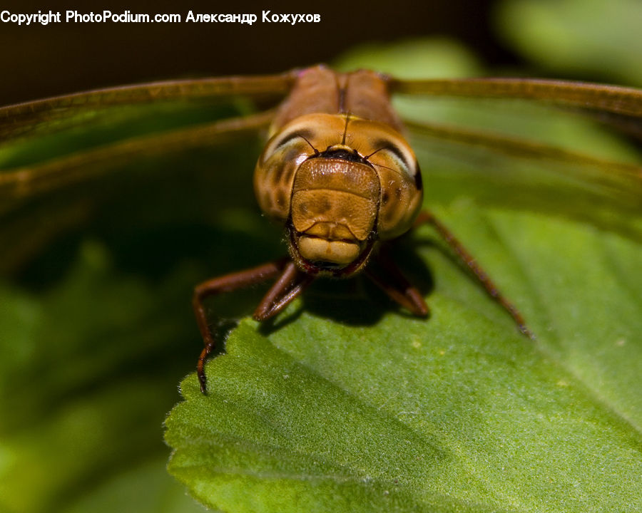 Cricket Insect, Grasshopper, Insect, Invertebrate, Crab, Sea Life, Seafood