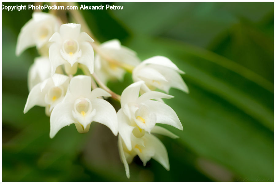 Flora, Flower, Gladiolus, Plant, Blossom, Petal, Lily