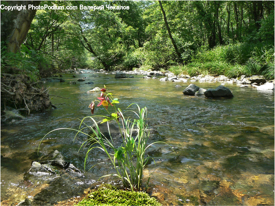 Creek, Outdoors, River, Water, Pond, Forest, Jungle