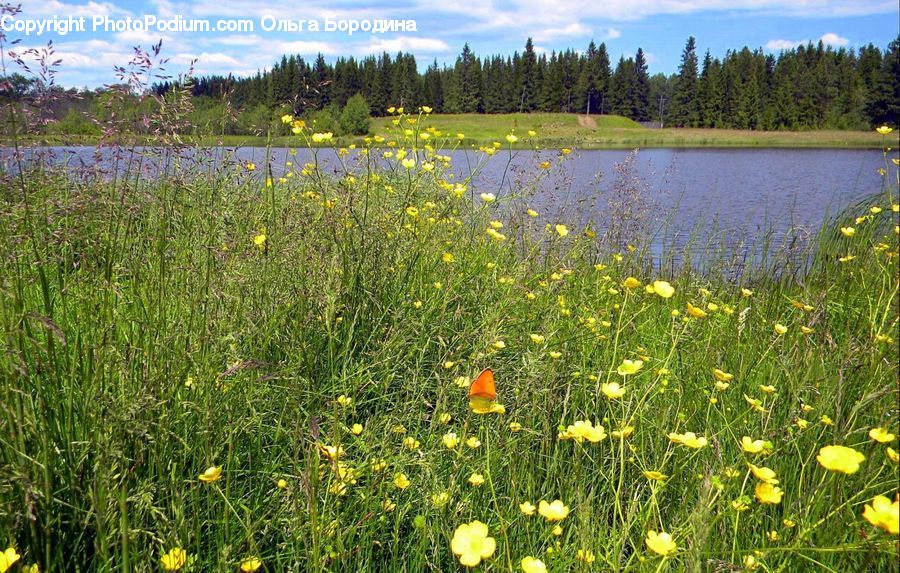 Field, Grass, Grassland, Plant, Meadow, Outdoors, Pasture
