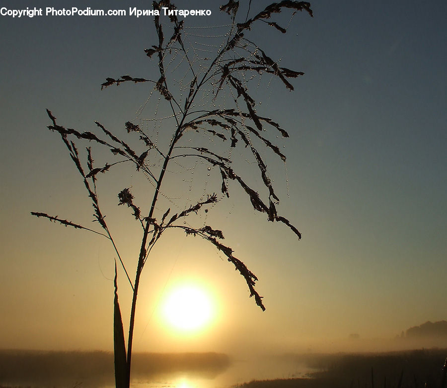 Dawn, Dusk, Sky, Sunrise, Sunset, Plant, Tree
