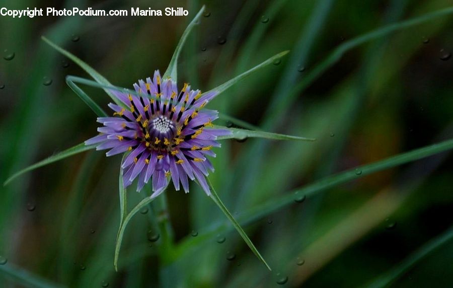 Aster, Blossom, Flower, Plant, Flora, Asteraceae, Daisies