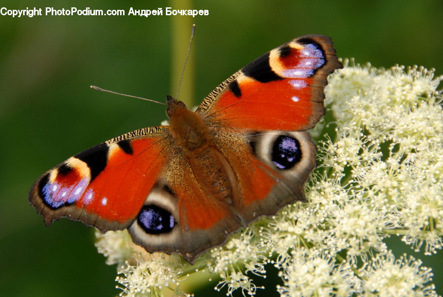 Butterfly, Insect, Invertebrate, Blossom, Flora, Flower, Plant