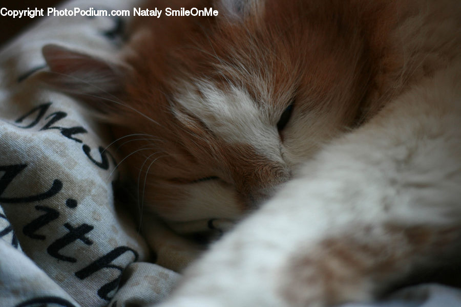 Asleep, Animal, Cat, Mammal, Pet, Manx, Face