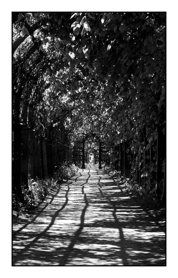 Patio, Pergola, Porch, Plant, Tree, Fir, Forest
