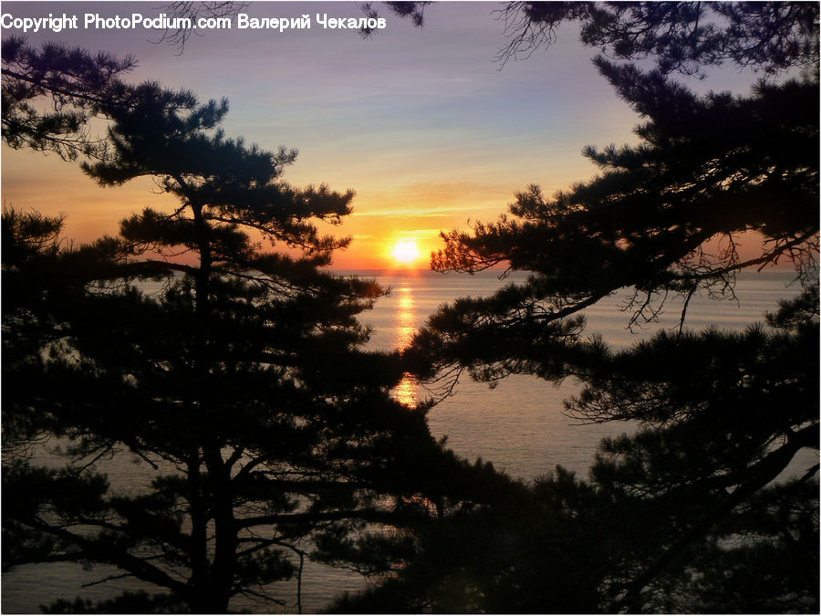 Dawn, Dusk, Red Sky, Sky, Sunrise, Sunset, Conifer
