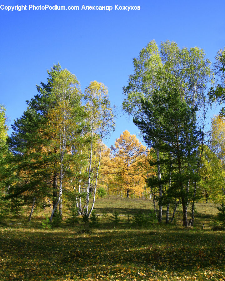 Conifer, Fir, Plant, Tree, Forest, Vegetation, Birch