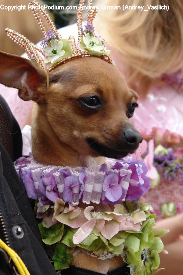 Animal, Canine, Chihuahua, Dog, Mammal, Pet, Plant