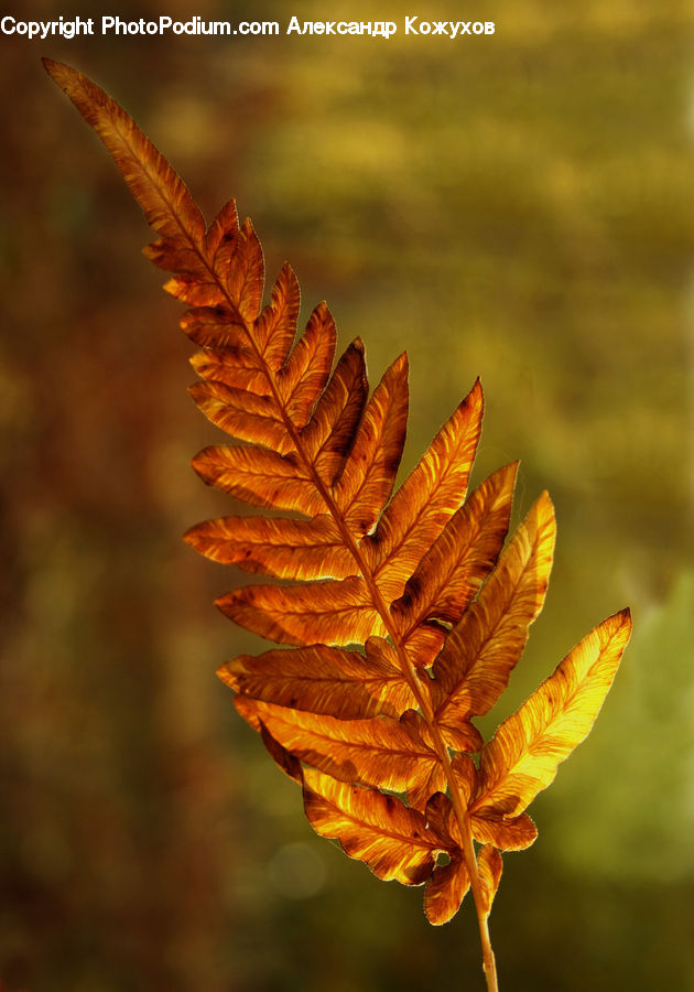 Conifer, Fir, Plant, Tree, Blossom, Flora, Flower