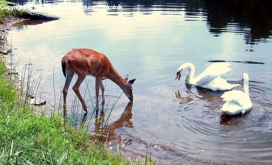 Bird, Swan, Waterfowl, Flamingo, Flock, Crane Bird, Heron