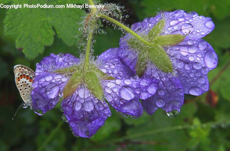 Blossom, Flora, Flower, Geranium, Plant, Crocus, Petal