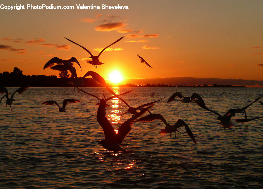 Dusk, Outdoors, Sky, Sunlight, Sunrise, Sunset, Bird