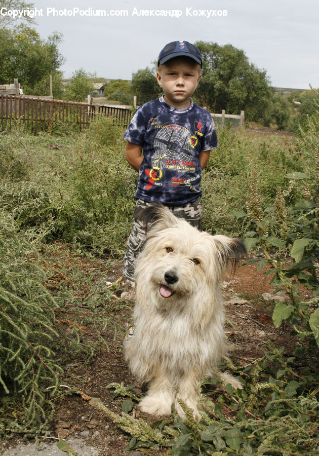 Animal, Canine, Dog, Mammal, Pet, Terrier, Plant