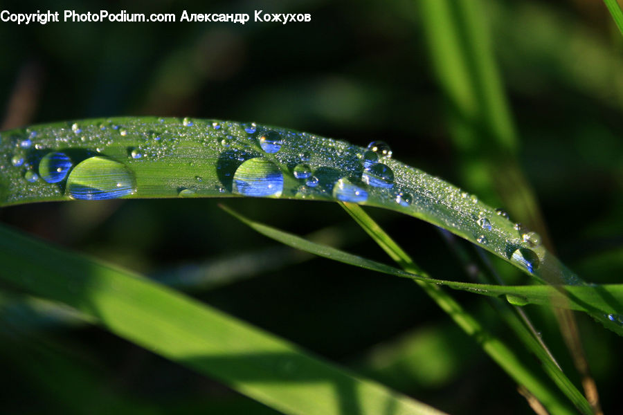 Field, Grass, Grassland, Plant, Blossom, Flora, Flower