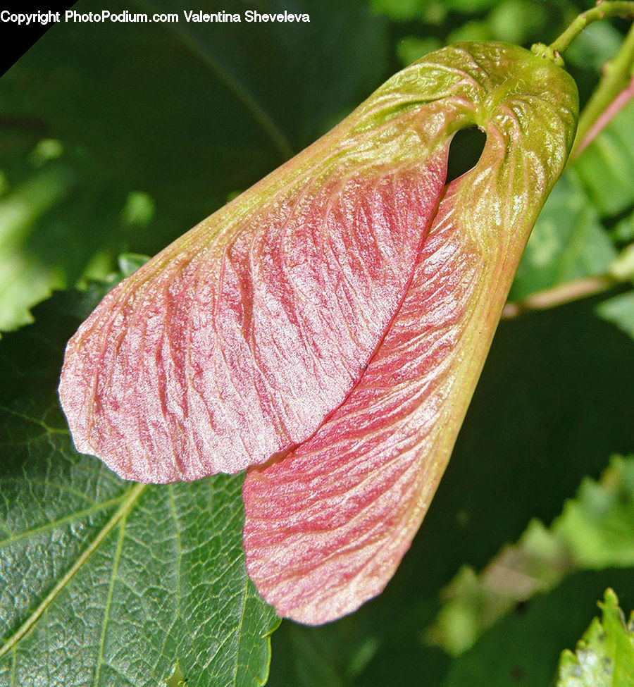 Veins, Blossom, Flora, Flower, Plant, Geranium