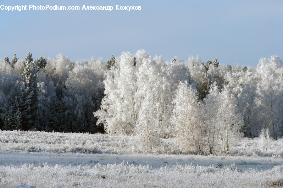 Frost, Ice, Outdoors, Snow, Field, Grass, Grassland