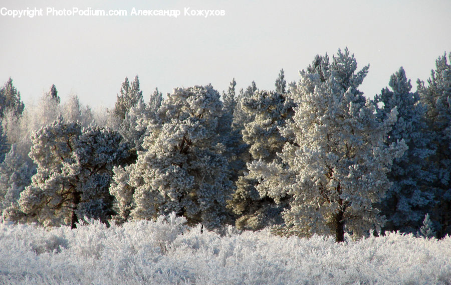 Frost, Ice, Outdoors, Snow, Landscape, Nature, Scenery