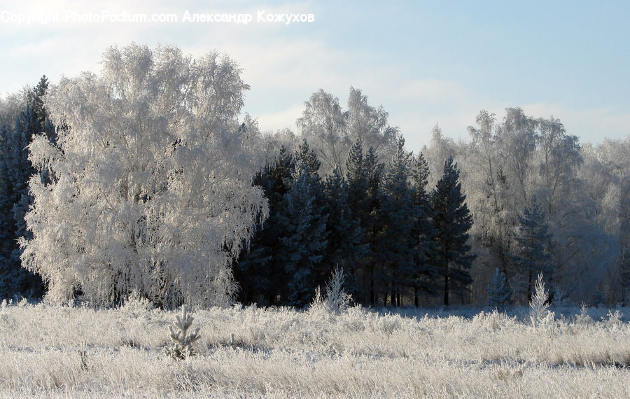 Frost, Ice, Outdoors, Snow, Landscape, Nature, Scenery