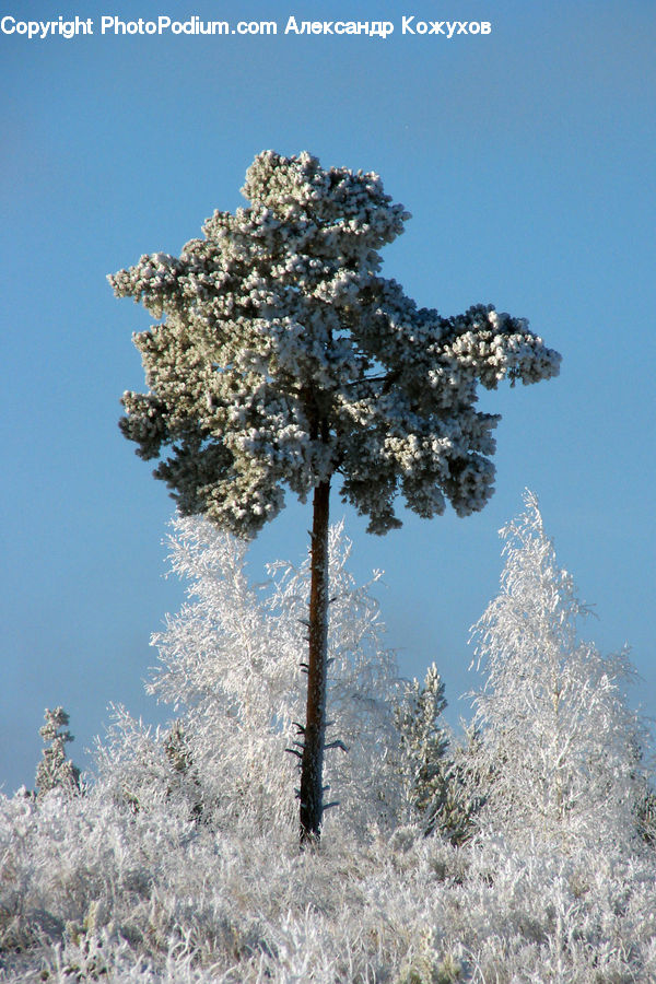 Frost, Ice, Outdoors, Snow, Conifer, Fir, Plant