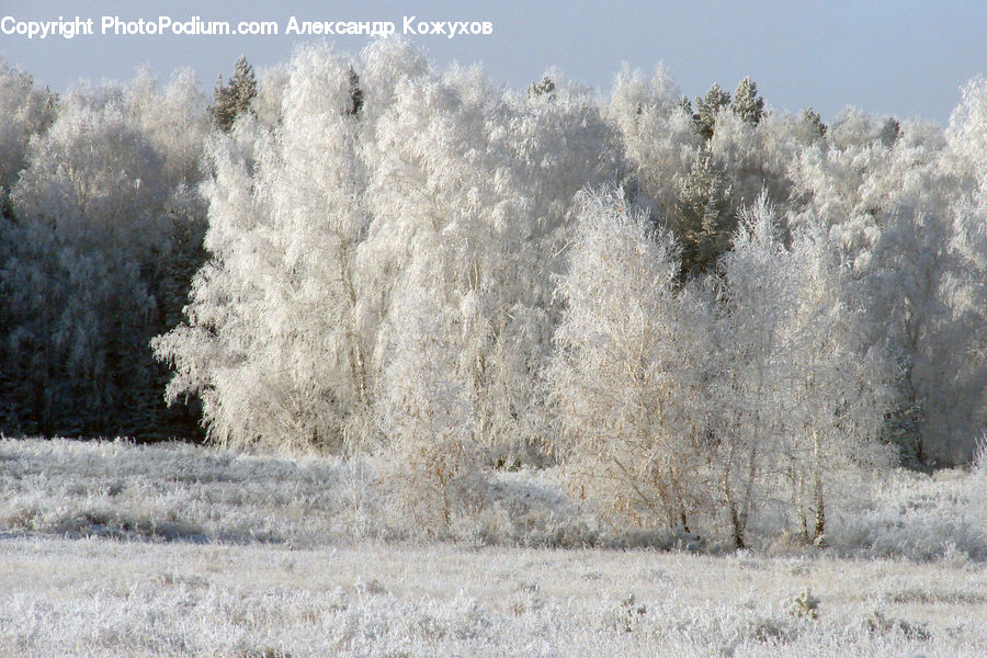 Frost, Ice, Outdoors, Snow, Field, Grass, Grassland