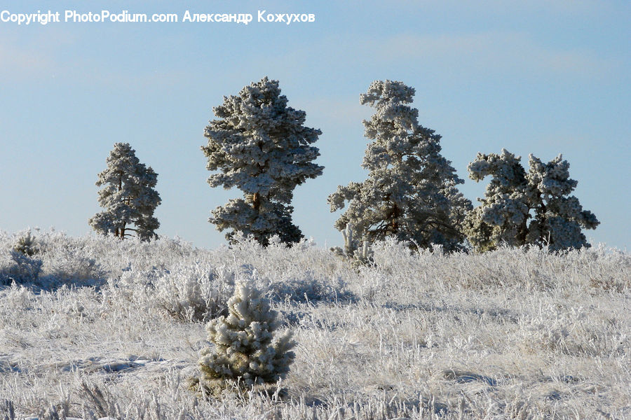 Frost, Ice, Outdoors, Snow, Conifer, Fir, Plant