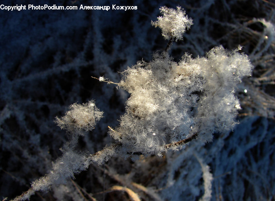 Frost, Ice, Outdoors, Snow, Conifer, Fir, Plant