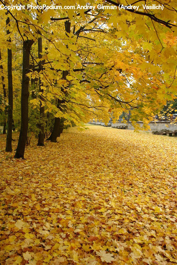 Forest, Grove, Land, Vegetation, Plant, Tree, Dirt Road