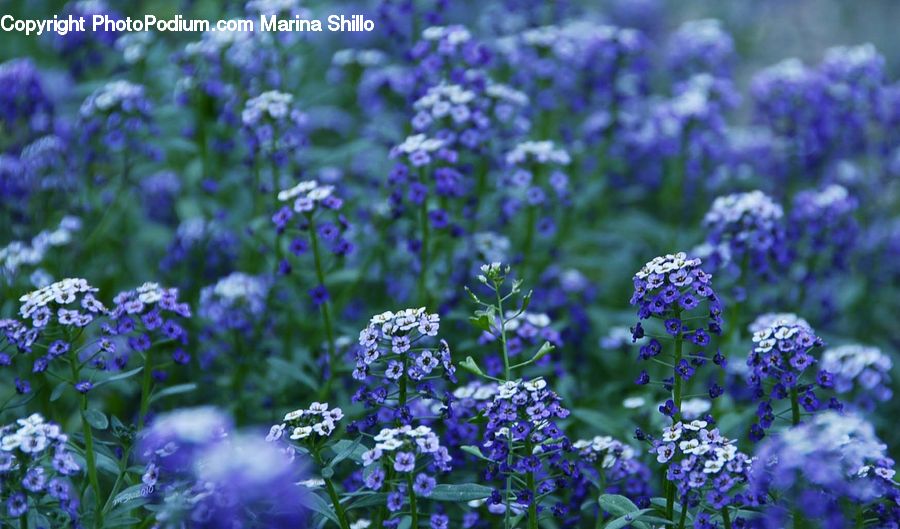 Bush, Plant, Vegetation, Blossom, Flora, Flower, Fiber