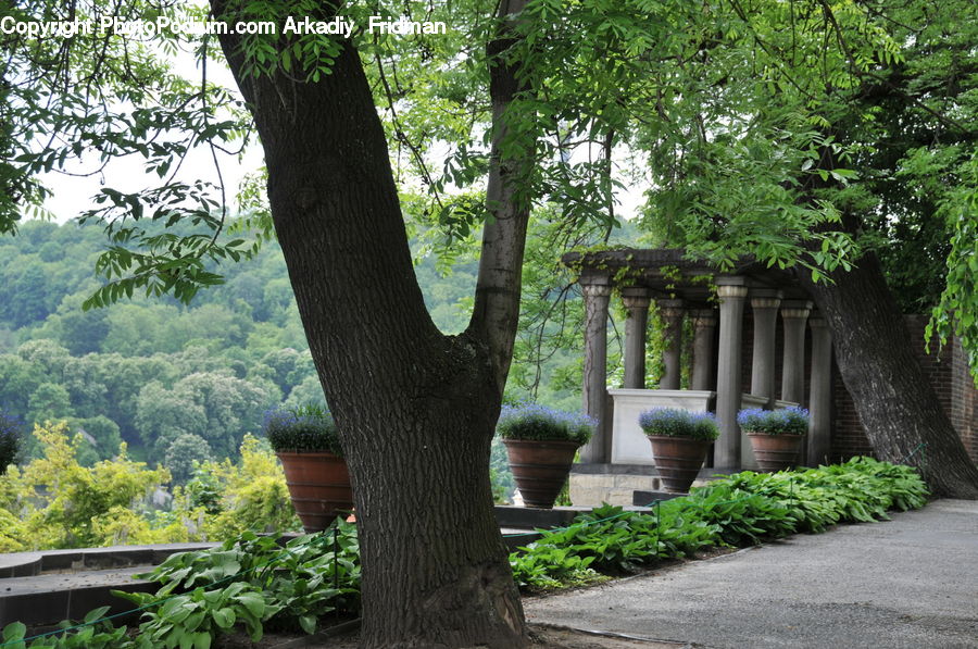 Herbal, Herbs, Plant, Planter, Tree, Oak, Wood