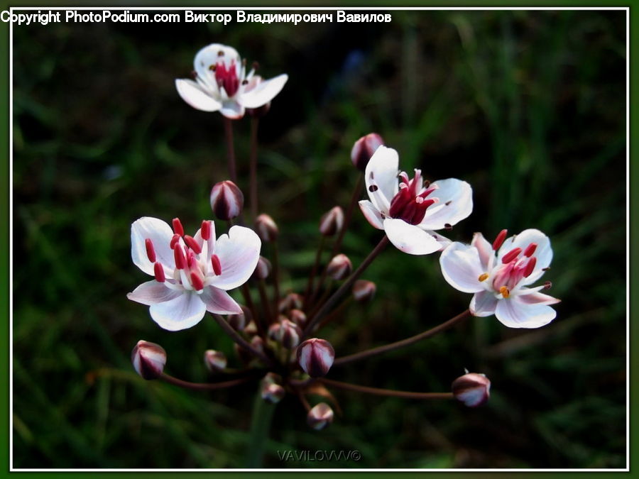 Blossom, Flora, Flower, Geranium, Plant, Orchid, Lily