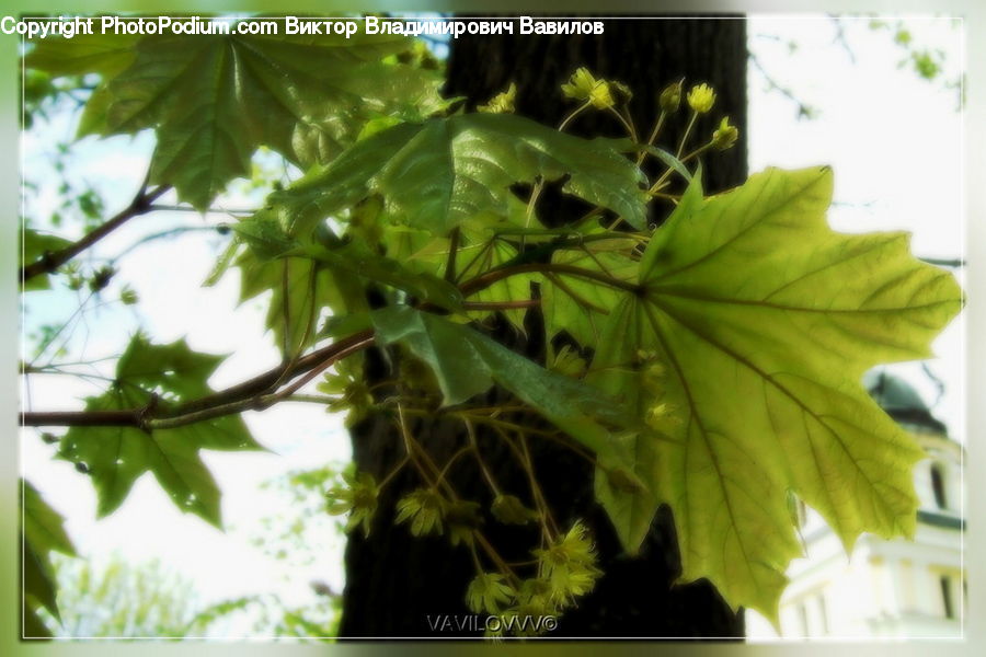 Plant, Birch, Tree, Wood, Blossom, Flora, Flower