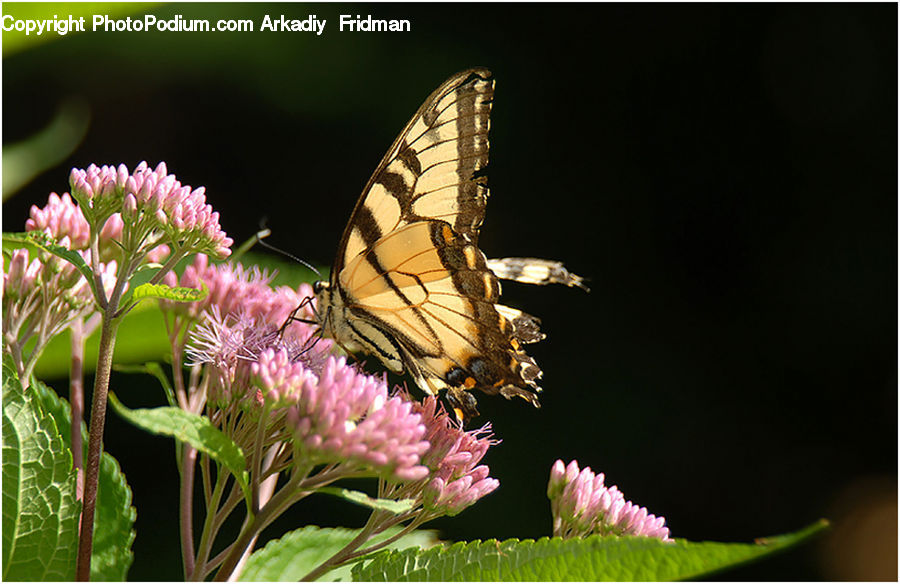 Butterfly, Insect, Invertebrate, Blossom, Flora, Flower, Plant
