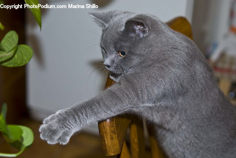 Abyssinian, Animal, Cat, Mammal, Pet, Lemur, Monkey