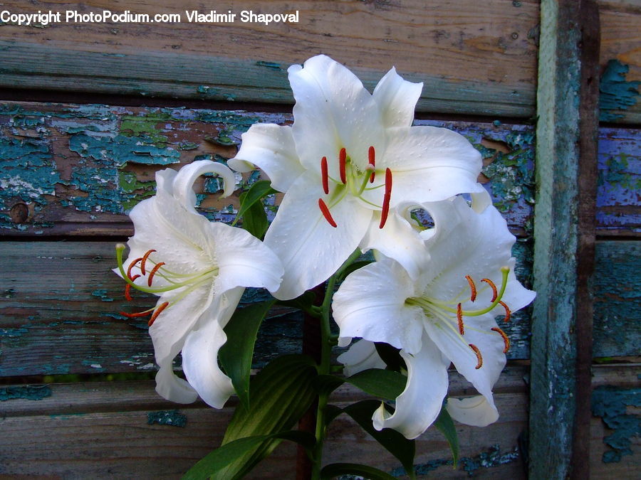 Flora, Flower, Gladiolus, Plant, Amaryllis, Flower Arrangement, Flower Bouquet