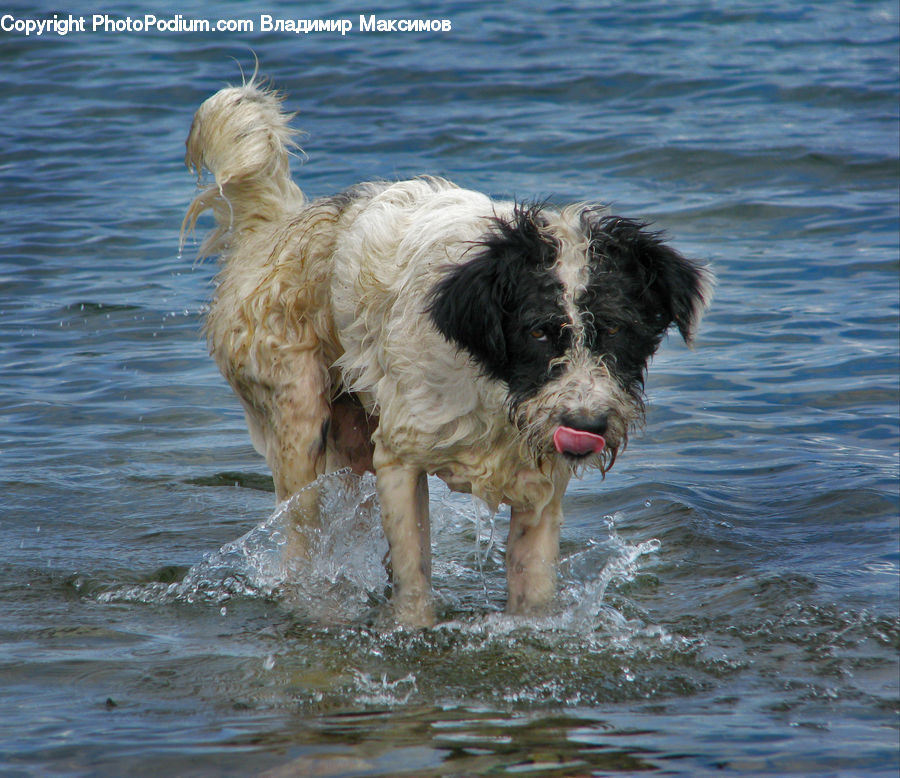 Animal, Canine, Dog, Golden Retriever, Mammal, Pet, Terrier