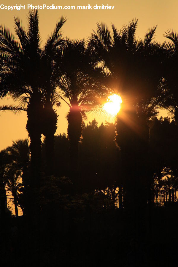 Flare, Light, Palm Tree, Plant, Tree, Dawn, Outdoors