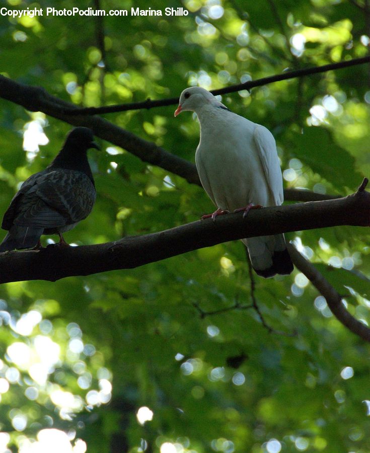 Bird, Dove, Pigeon, Blackbird, Crow