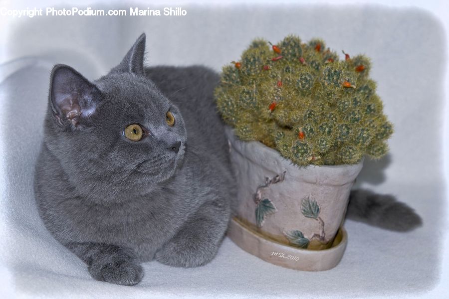 Pot, Pottery, Animal, Cat, Mammal, Manx, Pet