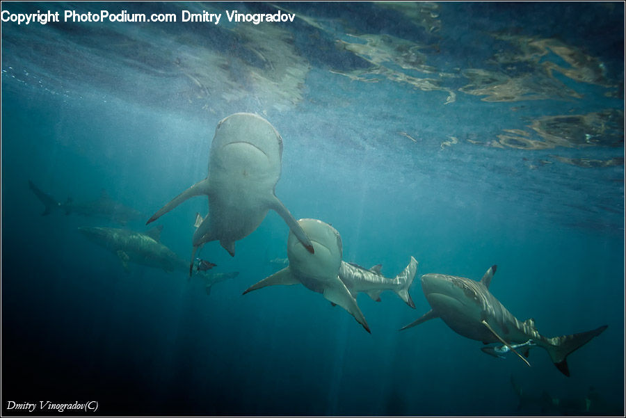 Fish, Great White Shark, Sea Life, Shark, Outdoors, Sea, Water