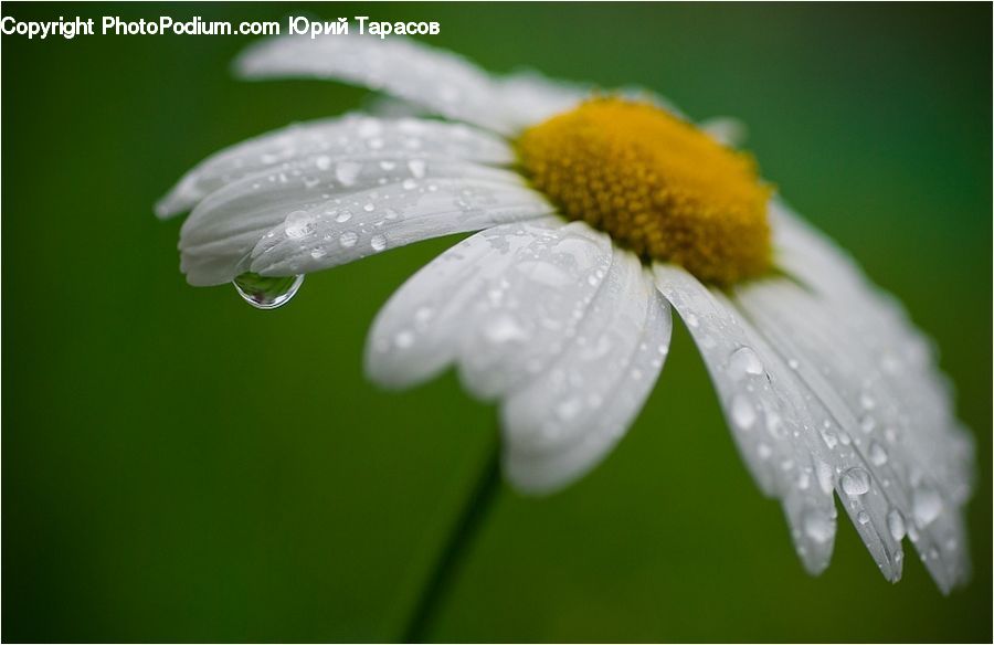 Daisies, Daisy, Flower, Plant, Flora, Pollen, Blossom