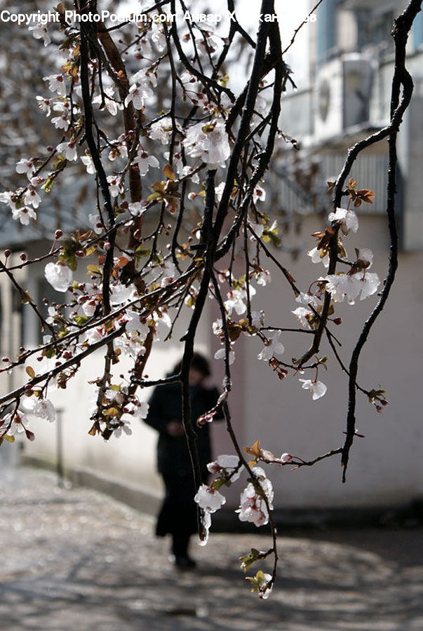 Blossom, Flora, Flower, Plant, Cherry Blossom, Lamp Post, Pole