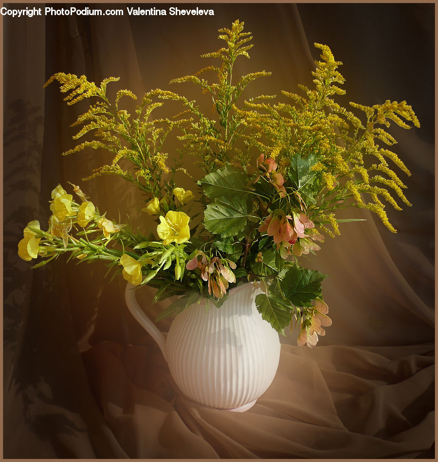 Plant, Potted Plant, Apiaceae, Blossom, Conifer, Fir, Tree