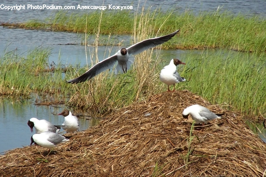 Bird, Duck, Teal, Waterfowl, Goose, Albatross, Seagull
