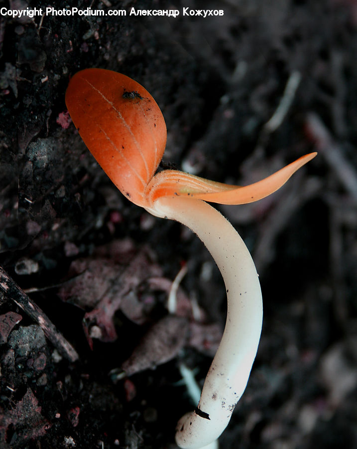 Agaric, Amanita, Fungus, Mushroom, Plant, Sprout, Soil
